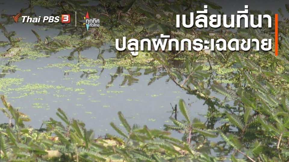 ​เปลี่ยนที่นา ปลูกผักกระเฉดขาย จ.นนทบุรี