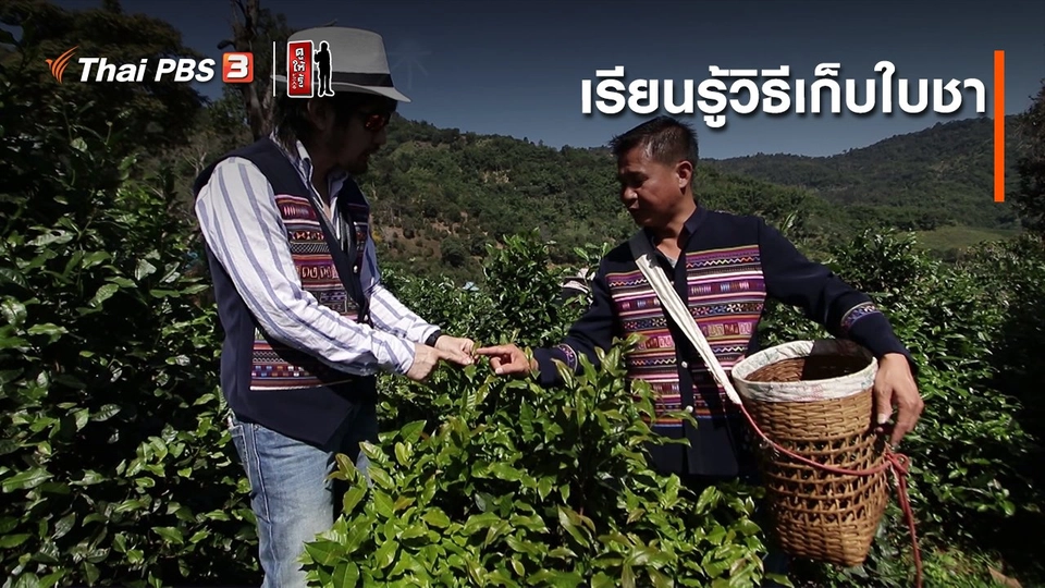 ​รู้ให้ลึกเรื่องญี่ปุ่น : วิธีเก็บใบชา