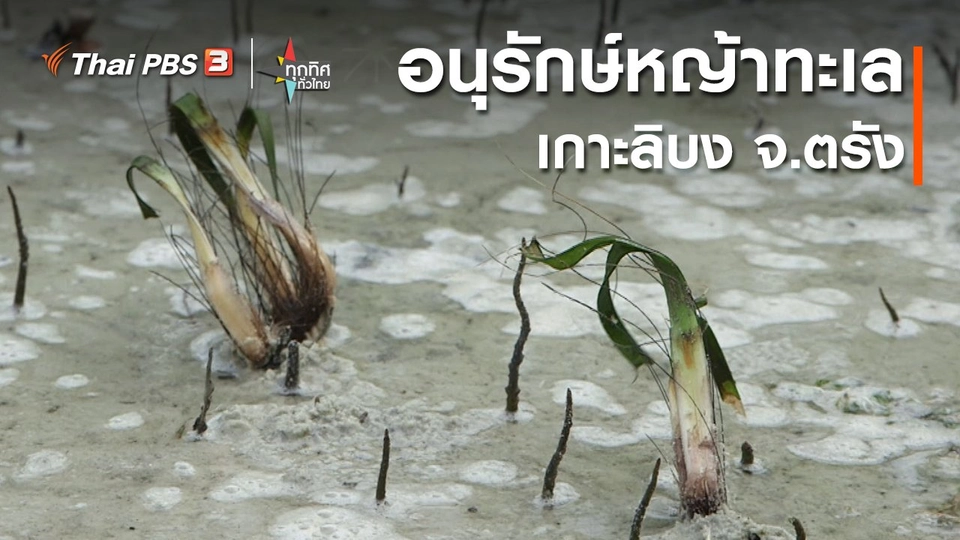 อนุรักษ์หญ้าทะเลเกาะลิบง จ.ตรัง