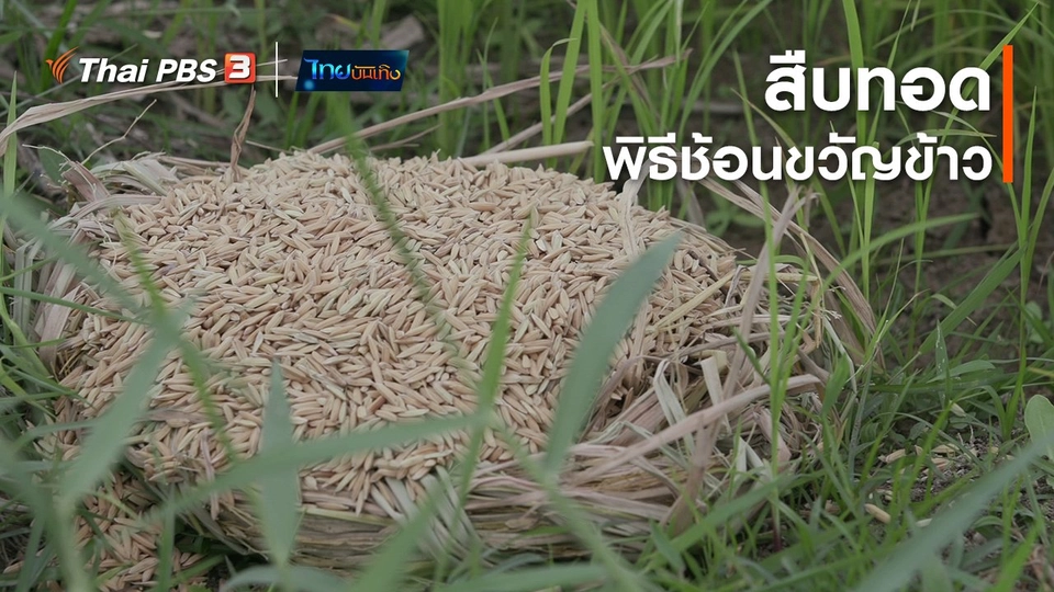 เรื่องนี้มีตำนาน : สืบทอดพิธีช้อนขวัญข้าว