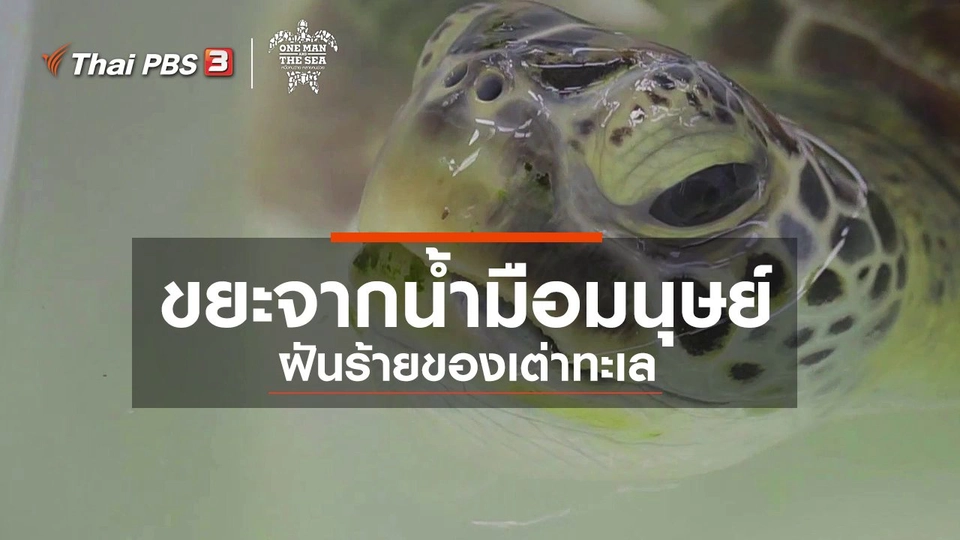 ขยะจากน้ำมือมนุษย์ ฝันร้ายของเต่าทะเล