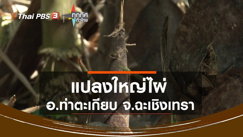 แปลงใหญ่ไผ่ อ.ท่าตะเกียบ จ.ฉะเชิงเทรา