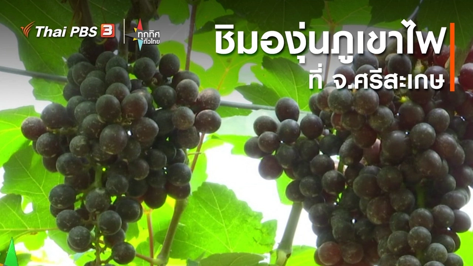 ชิมองุ่นภูเขาไฟที่ จ.ศรีสะเกษ