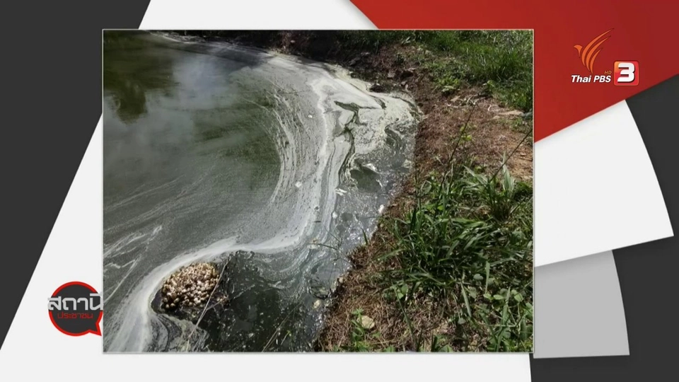 สถานีร้องเรียน : ชาวสวนปาล์มร้อง โรงงานปล่อยน้ำเสีย จ.ตรัง