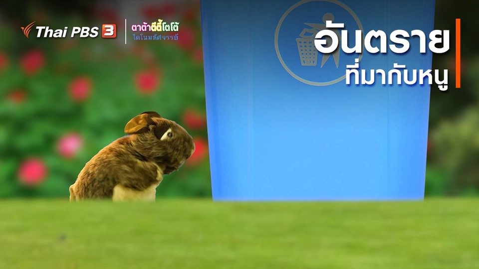 ​เกร็ดน่ารู้กับตาต้าตีตี้โตโต้ : อันตรายที่มากับหนู