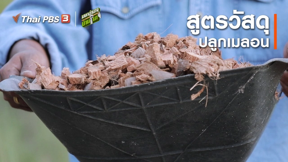 สูตรลับฉบับบ้านนา : สูตรวัสดุปลูกเมลอน