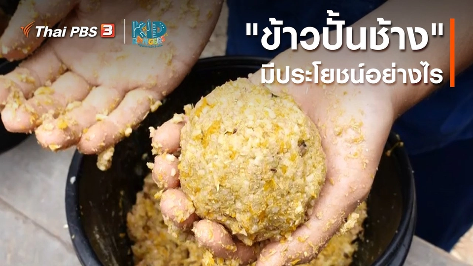 คิดส์เรียนรู้ : "ข้าวปั้นช้าง" มีประโยชน์อย่างไร