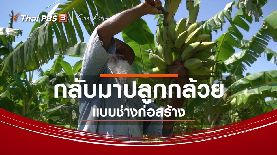 เรื่องเล่าคนกลับบ้าน : กลับมาปลูกกล้วยแบบช่างก่อสร้าง