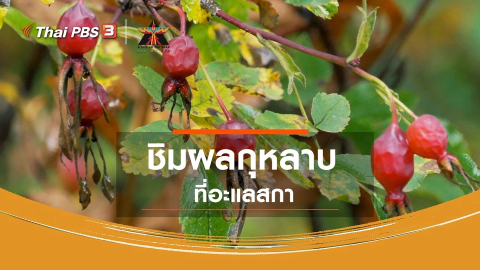 เรื่องเล่าการเดินทาง : ชิมผลกุหลาบที่อะแลสกา