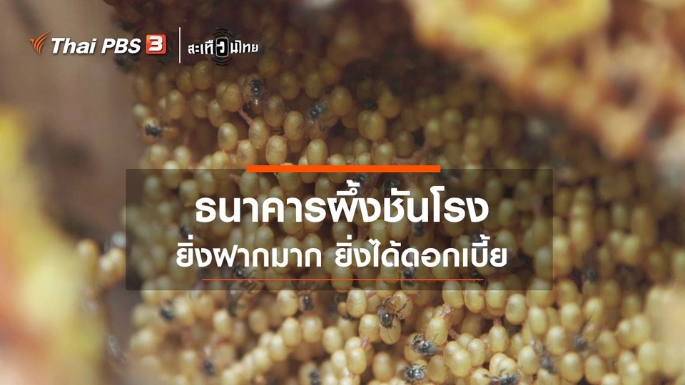 ธนาคารสุดแปลก! ธนาคารผึ้งชันโรง