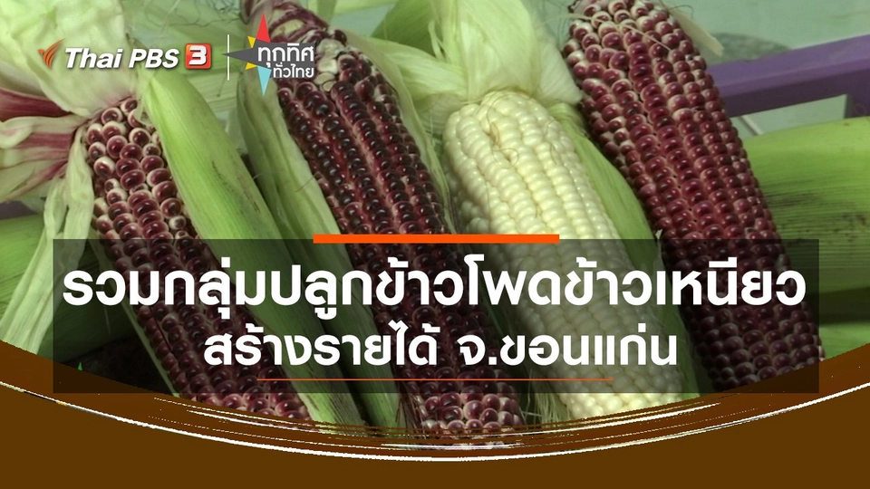 ​รวมกลุ่มปลูกข้าวโพดข้าวเหนียวสร้างรายได้ จ.ขอนแก่น