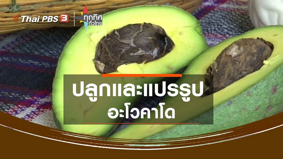 ปลูกและแปรรูปอะโวคาโด