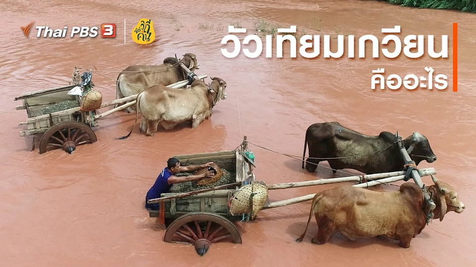 ​"วัวเทียมเกวียน" คืออะไร
