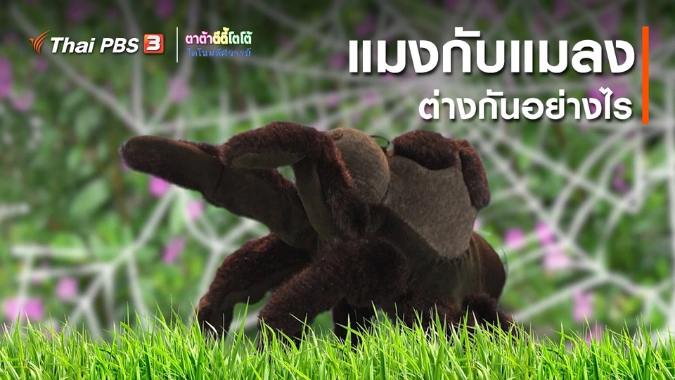 เกร็ดน่ารู้กับตาต้าตีตี้โตโต้ : แมงกับแมลงต่างกันอย่างไร