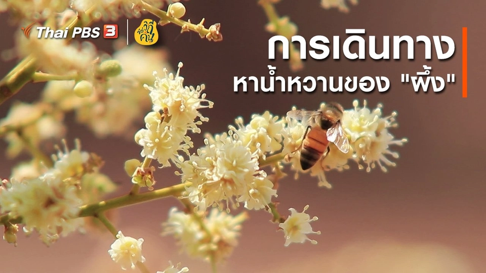​การเดินทางหาน้ำหวานของ "ผึ้ง"
