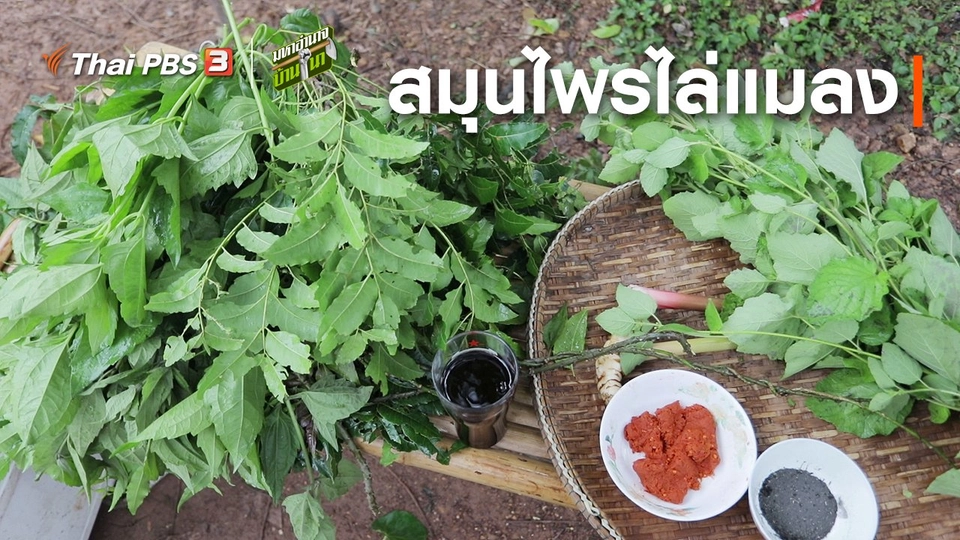 ​สูตรลับฉบับบ้านนา : สมุนไพรไล่แมลง