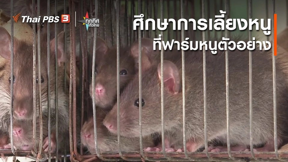 ​ศึกษาการเลี้ยงหนู ที่ฟาร์มหนูตัวอย่าง จ.พระนครศรีอยุธยา