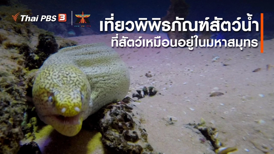 ​เรื่องเล่าการเดินทาง : เที่ยวพิพิธภัณฑ์สัตว์น้ำ ที่เหมือนสัตว์อยู่ในมหาสมุทร