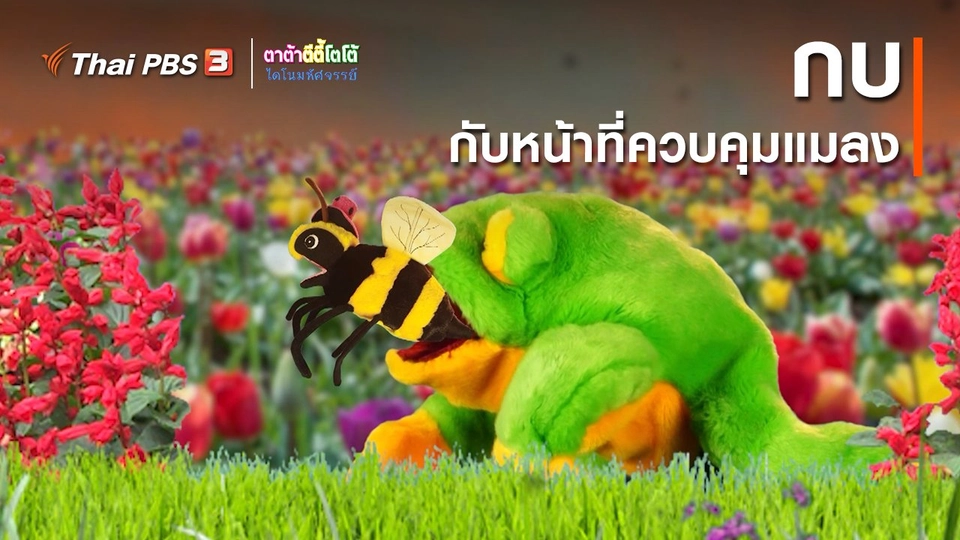 ​เกร็ดน่ารู้กับตาต้าตีตี้โตโต้ : กบกับหน้าที่ควบคุมแมลง