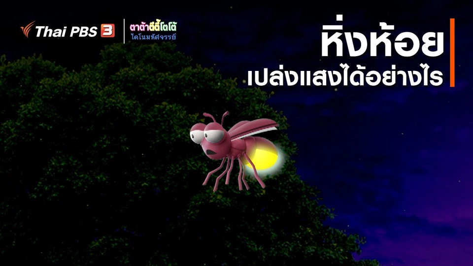 เกร็ดน่ารู้กับตาต้าตีตี้โตโต้ : หิ่งห้อยเปล่งแสงได้อย่างไร