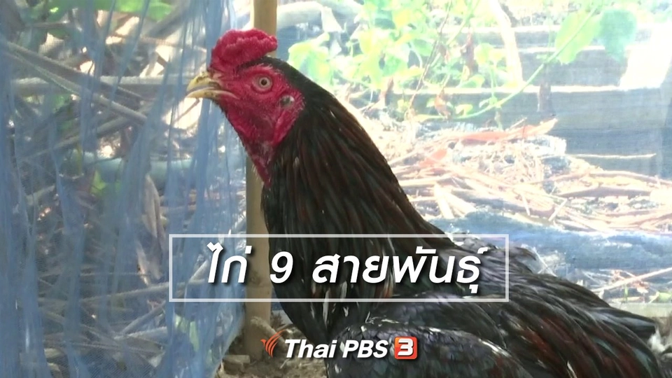 ตะลุยทั่วไทย : ไก่ 9 สายพันธุ์