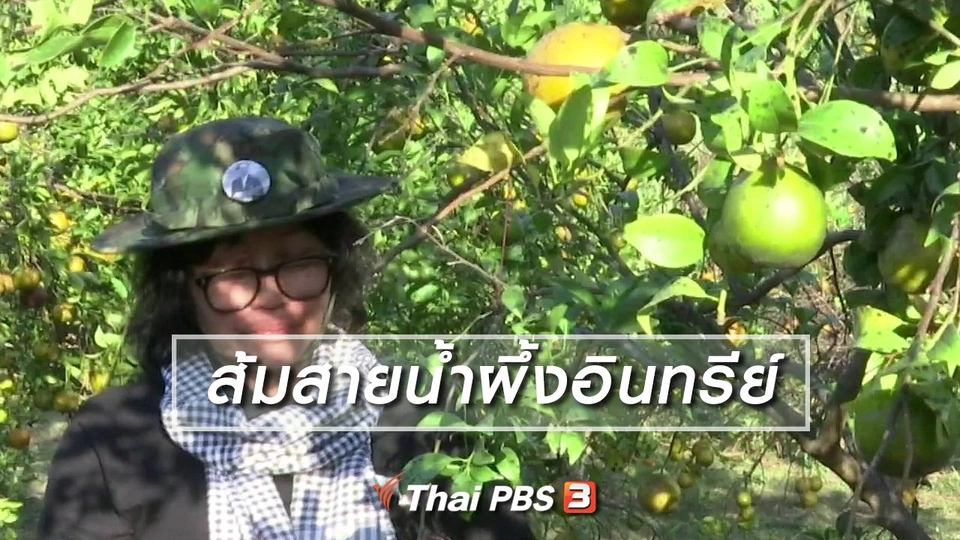 ตะลุยทั่วไทย : ส้มสายน้ำผึ้งอินทรีย์