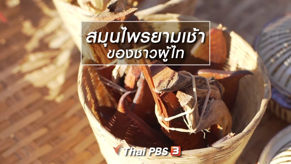 เรียนรู้วิถีไทย : สมุนไพรยามเช้าของชาวผู้ไท