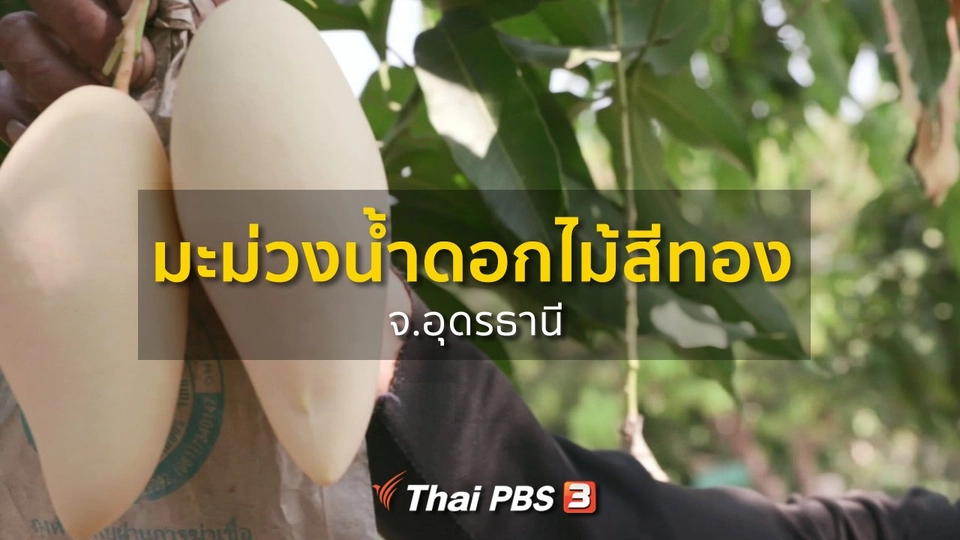 ชุมชนทั่วไทย : มะม่วงน้ำดอกไม้สีทอง จ.อุดรธานี