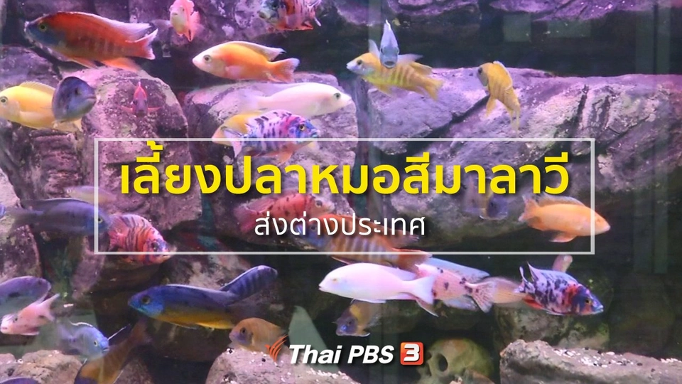 อาชีพทั่วไทย : เลี้ยงปลาหมอสีมาลาวีส่งต่างประเทศ