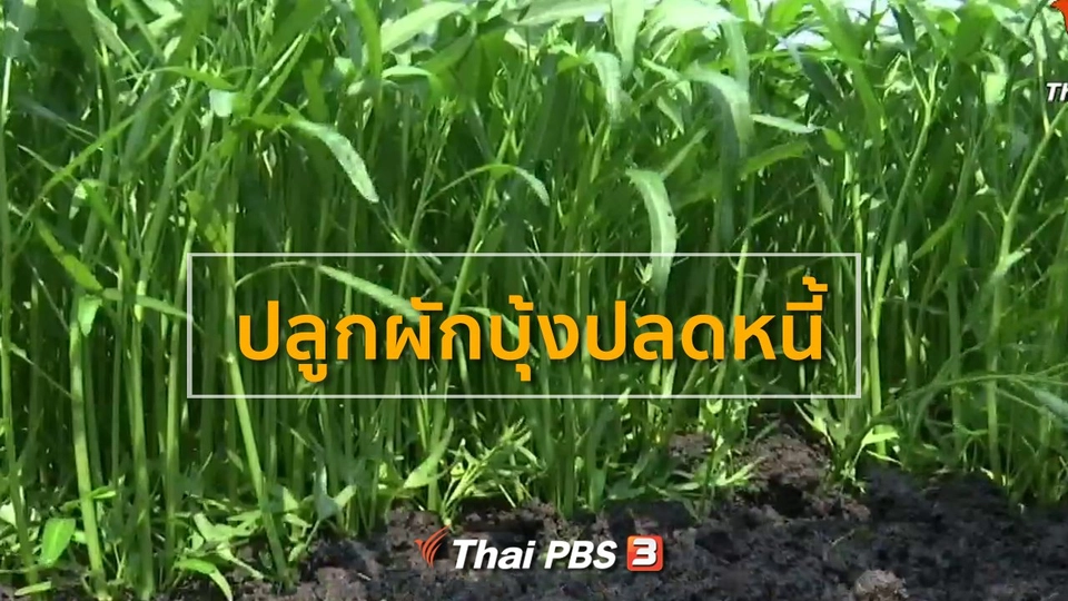 ​อาชีพทั่วไทย : ปลูกผักบุ้งปลดหนี้