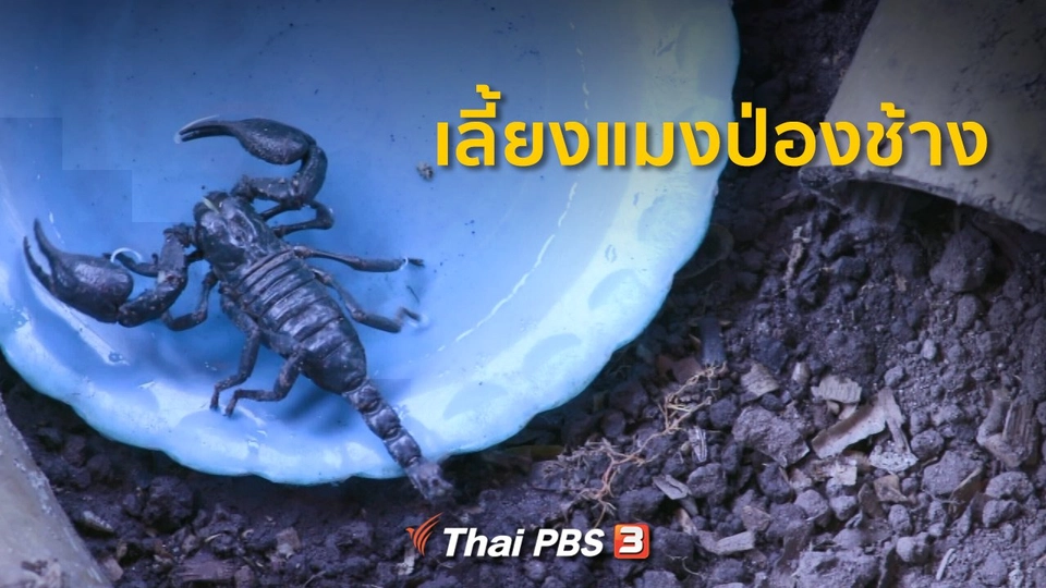 ชุมชนทั่วไทย : เลี้ยงแมงป่องช้างขายสร้างรายได้เสริม