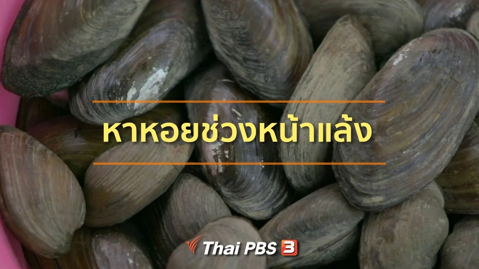 ชุมชนทั่วไทย : หาหอยช่วงหน้าแล้ง