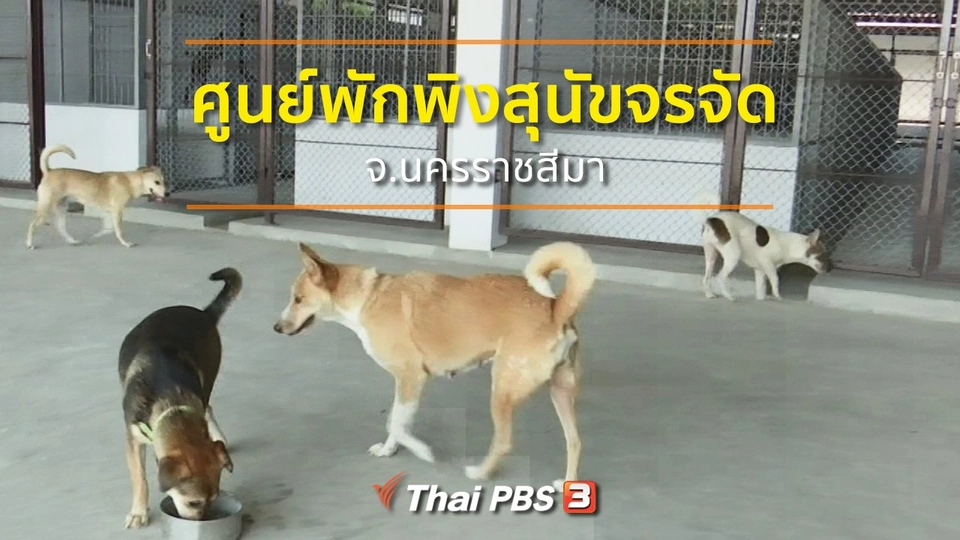 ชุมชนทั่วไทย : ศูนย์พักพิงสุนัขจรจัด จ.นครราชสีมา