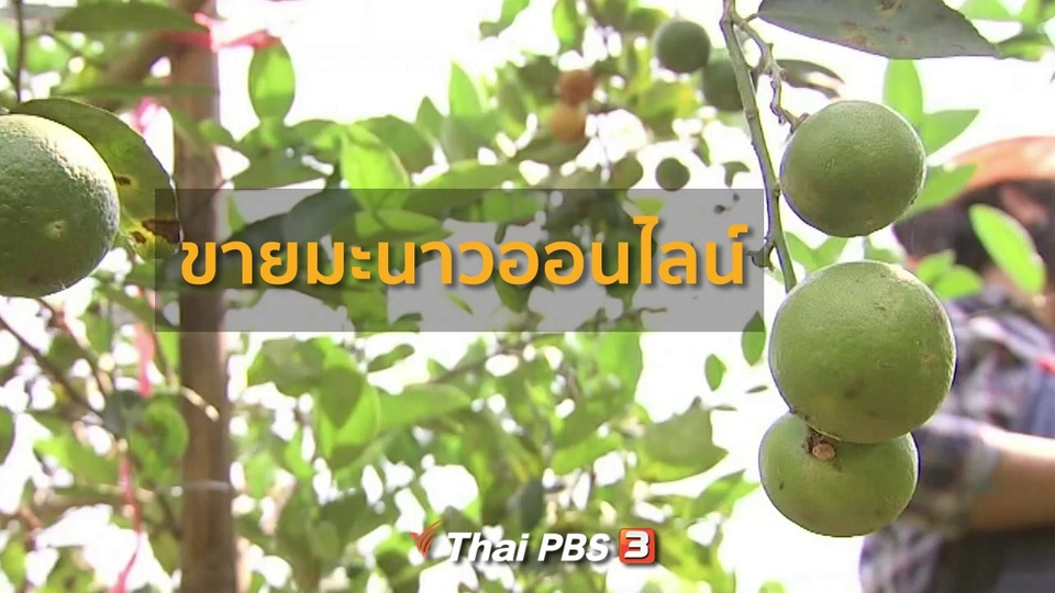 อาชีพทั่วไทย : ขายมะนาวออนไลน์