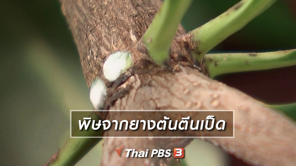 พิษจากยางต้นตีนเป็ด