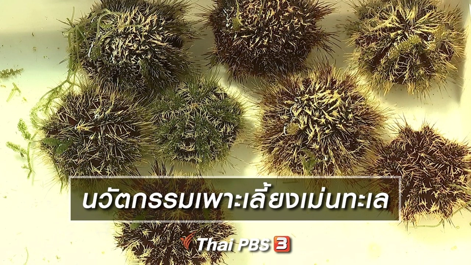นวัตกรรมเพาะเลี้ยงเม่นทะเล
