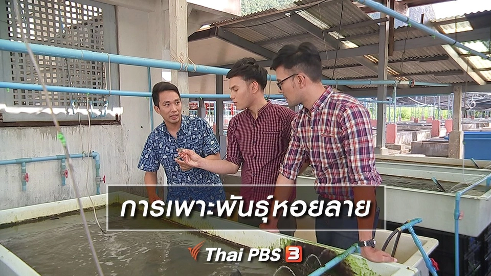 การเพาะพันธุ์หอยลาย