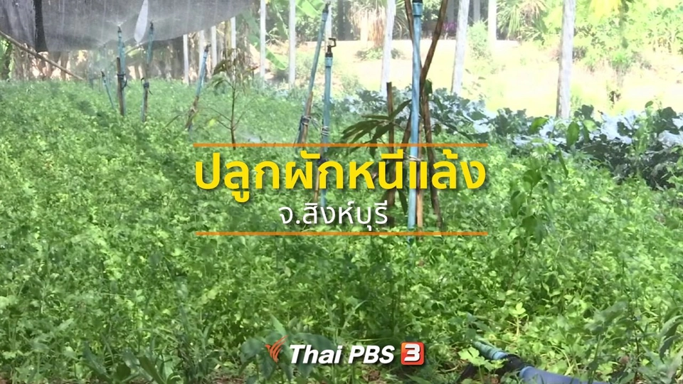 ชุมชนทั่วไทย : เปลี่ยนทำนาปลูกผักหนีแล้ง จ.สิงห์บุรี