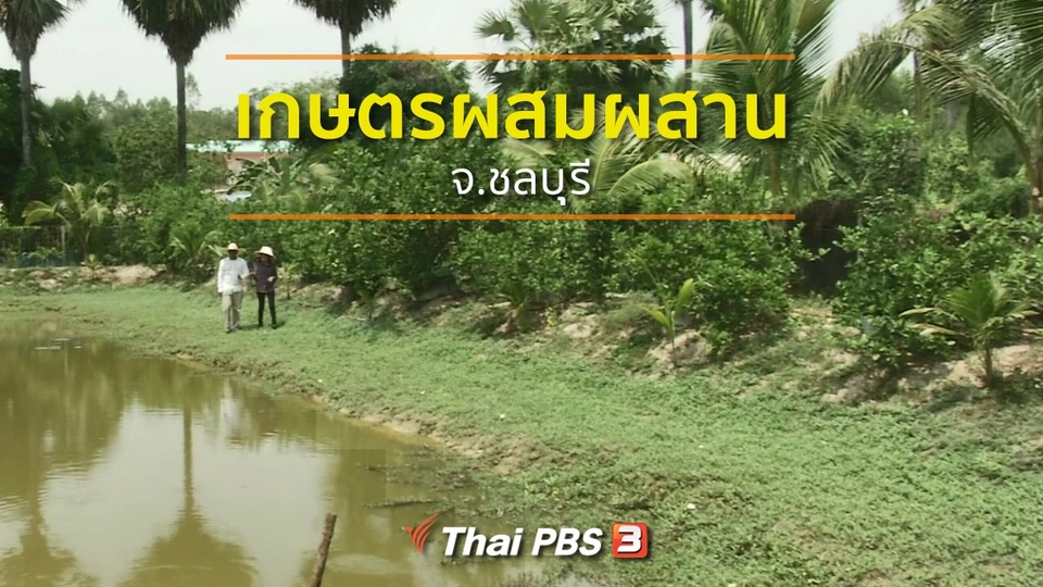 ชุมชนทั่วไทย : ทำเกษตรผสมผสานรายได้ดี จ.ชลบุุรี