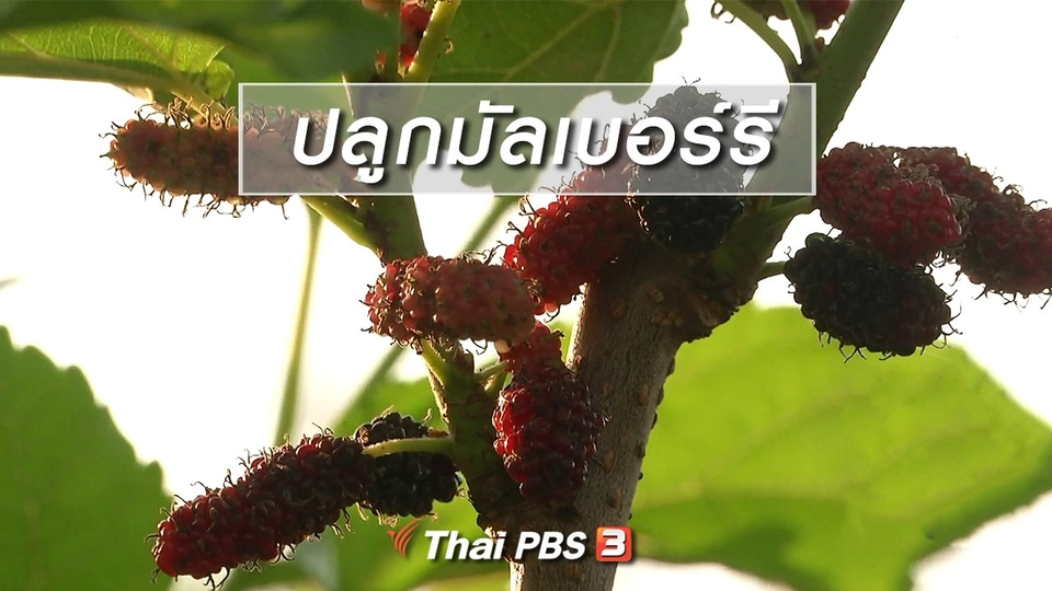 ตะลุยทั่วไทย : ปลูกมัลเบอร์รี