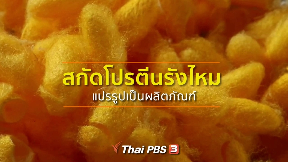 ​ชุมชนทั่วไทย : สกัดโปรตีนรังไหมแปรรูปเป็นผลิตภัณฑ์