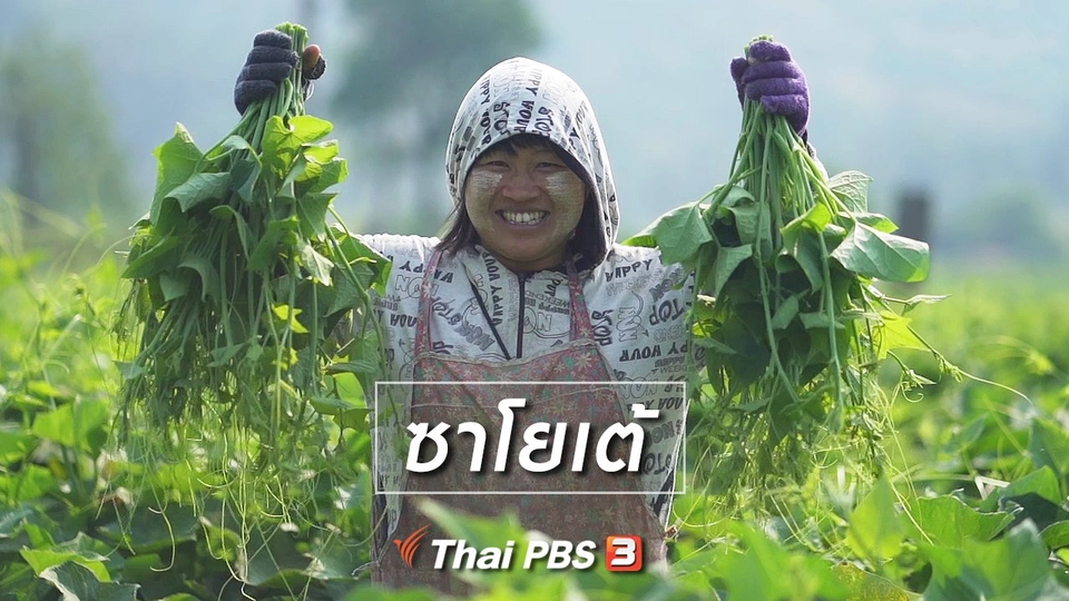 เรียนรู้วิถีไทย : ซาโยเต้