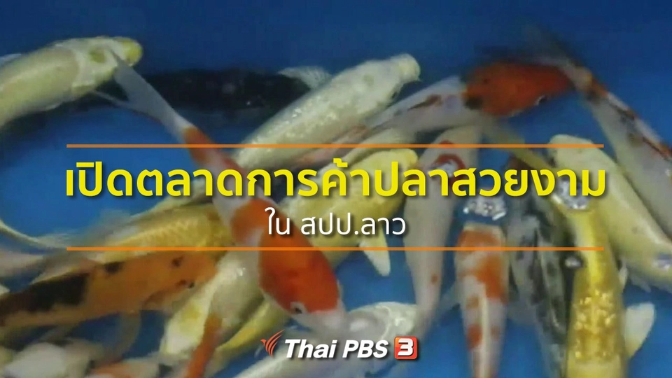 อาชีพทั่วไทย : เปิดตลาดการค้าปลาสวยงามใน สปป.ลาว