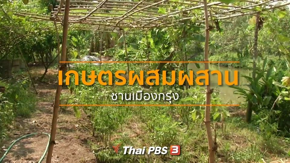 ชุมชนทั่วไทย : ทำเกษตรผสมผสานชานเมืองกรุง
