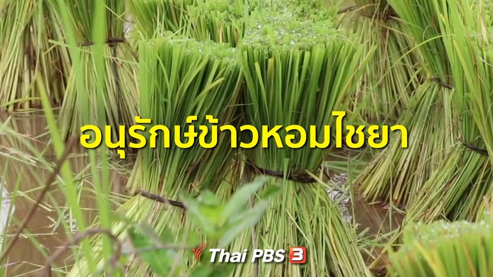 ชุมชนทั่วไทย : อนุรักษ์ข้าวหอมไชยา