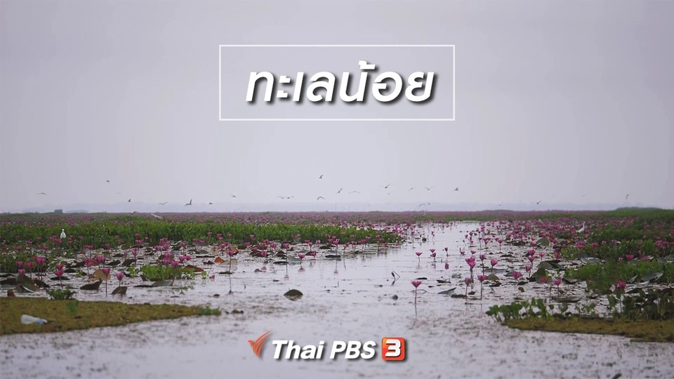 เที่ยวทั่วไทย : ทะเลน้อย