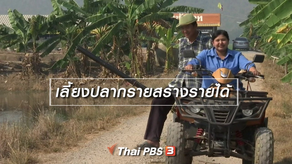 ​ตะลุยทั่วไทย : เลี้ยงปลากรายสร้างรายได้