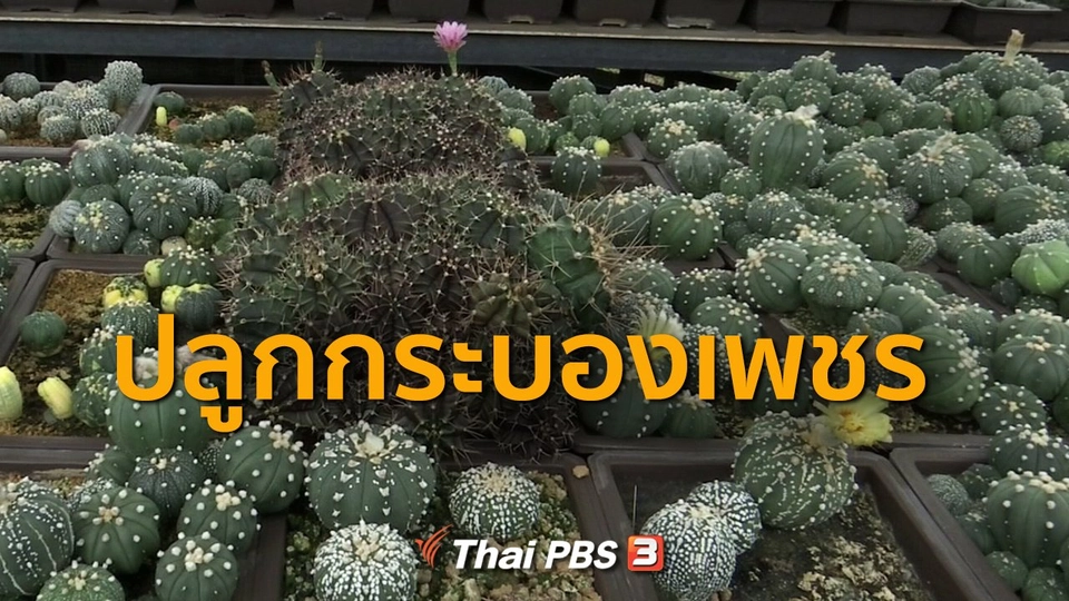 อาชีพทั่วไทย  : ปลูกกระบองเพชร