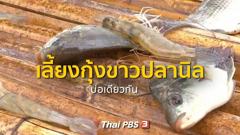 อาชีพทั่วไทย : เลี้ยงกุ้งขาวปลานิลบ่อเดียวกัน