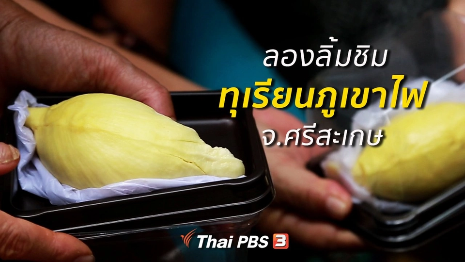 รู้สู้โรค : ลองลิ้มชิมทุเรียนภูเขาไฟ จ.ศรีสะเกษ